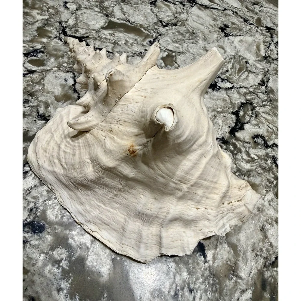 Large Natural Sea Shell Conch 9